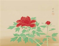 牡丹Peony
